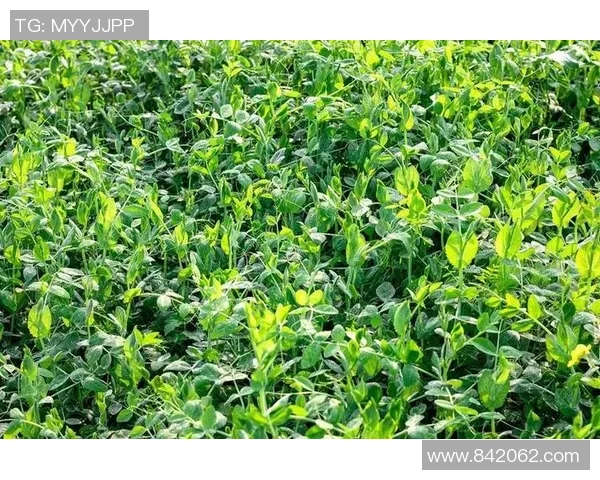 周丽独家分享网球心得与技巧助你提升球技的全面指南